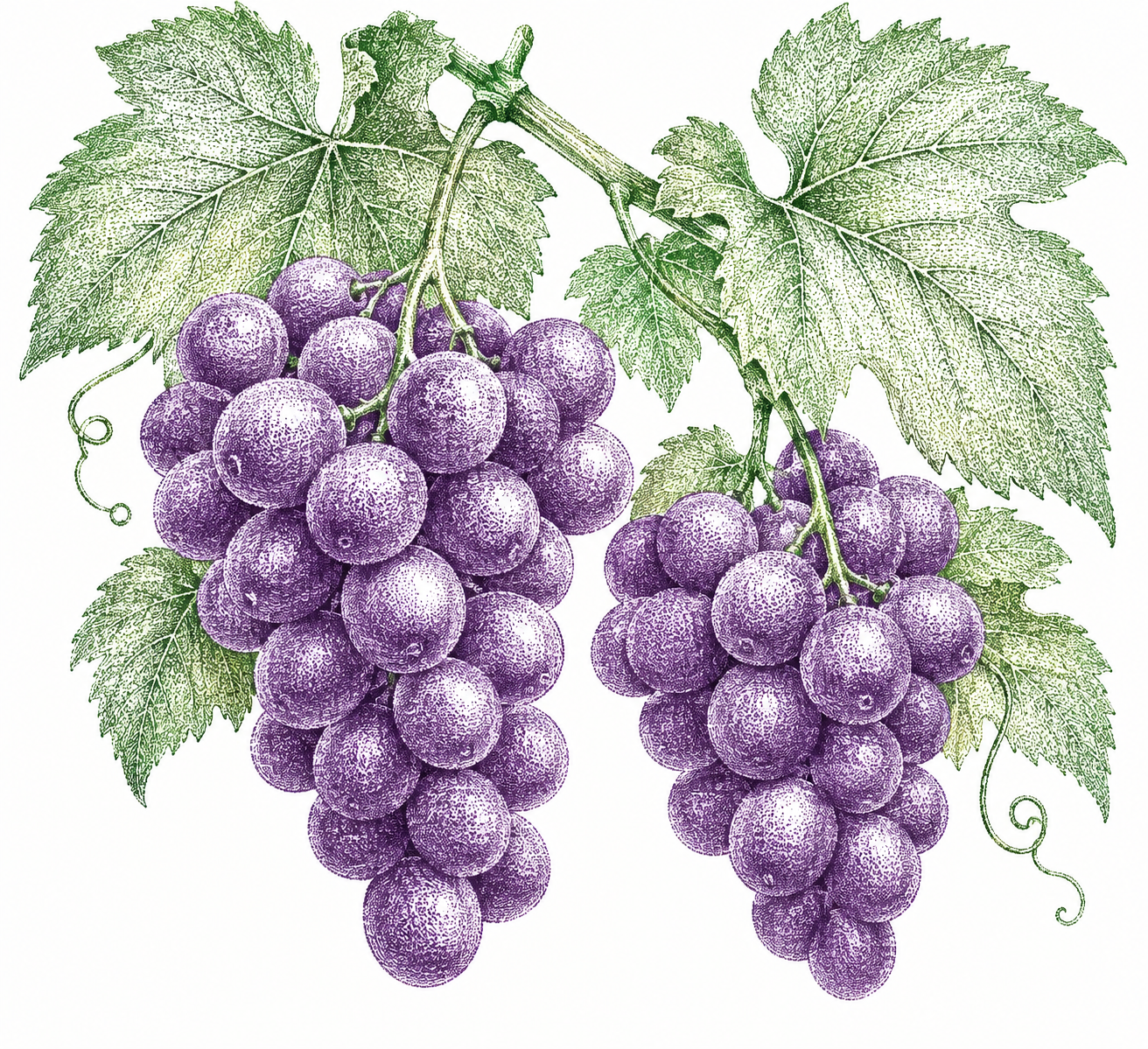 Dessin à la plume de raisins en lignes et points verts et violets